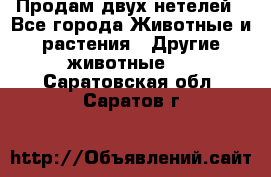 Продам двух нетелей - Все города Животные и растения » Другие животные   . Саратовская обл.,Саратов г.